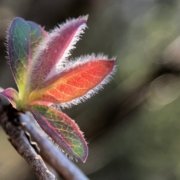Blog: Osterbrief 2020